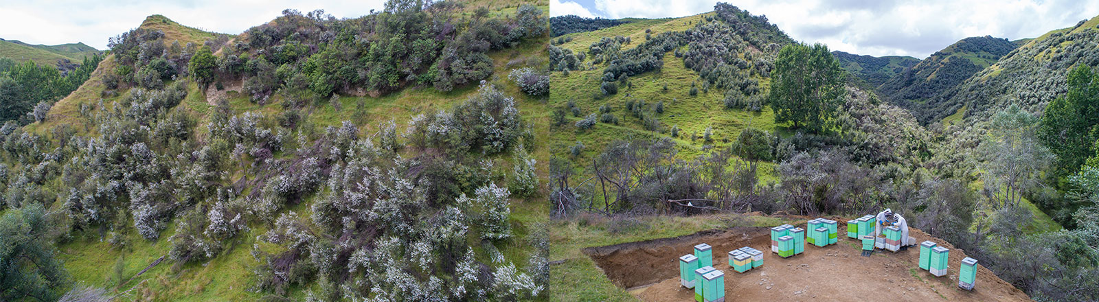 生活の木 NZ Health Naturally マヌカハニーの生産地イメージ