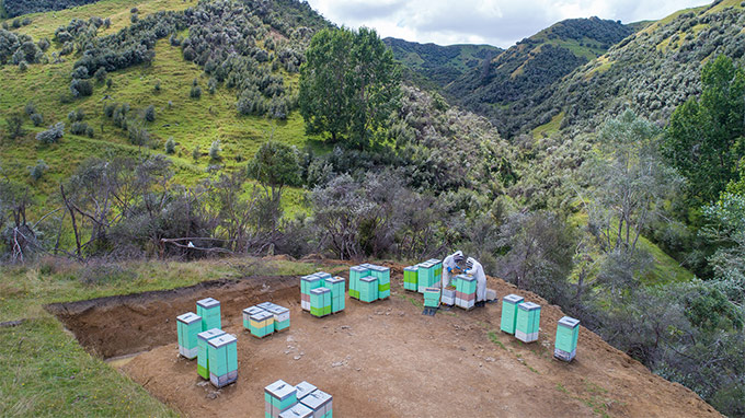 生活の木 NZ Health Naturally マヌカハニーの生産地イメージ