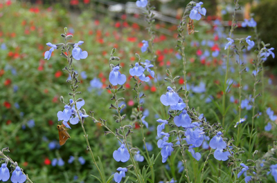 10月のメディカルハーブガーデン 薬香草園 生活の木 ハーブやアロマなど自然の恵みを活かし ウェルネス ウェルビーイングなライフスタイルをお届け 10月のメディカルハーブガーデン 薬香草園 生活の木 ハーブやアロマなど自然の恵みを活かし ウェルネス ウェルビーイングなライフスタイルをお届け