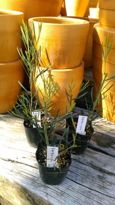 ミモザ ギンヨウアカシア の苗 が入荷しました 薬香草園 生活の木 ハーブやアロマなど自然の恵みを活かし ウェルネス ウェルビーイングなライフスタイルをお届け ミモザ ギンヨウアカシア の苗 が入荷しました 薬香草園 生活の木 ハーブやアロマなど自然の恵みを活かし ウェルネス ウェルビーイングなライフスタイルをお届け