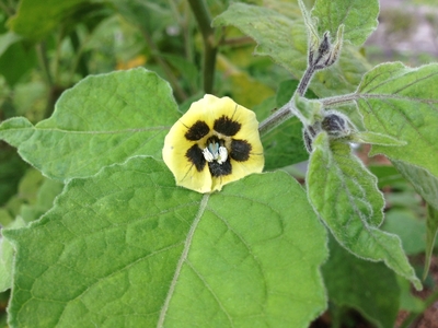 え　食用ほうずき　花.jpg