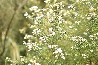 11月のハーブガーデン 薬香草園 自然 健康 楽しさ を提案するライフスタイルカンパニー 生活の木