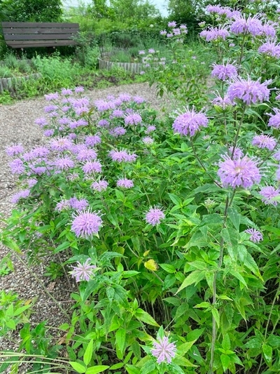 7月のハーブガーデン 薬香草園 自然 健康 楽しさ を提案するライフスタイルカンパニー 生活の木