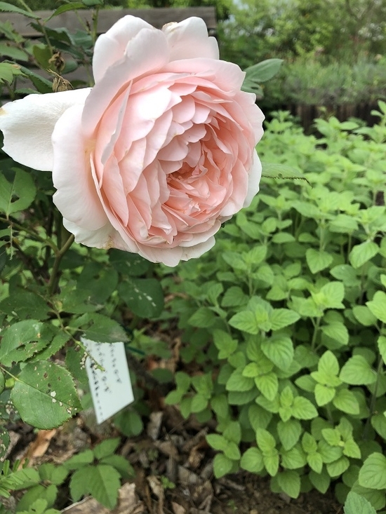 IMG_0531.JPEG
