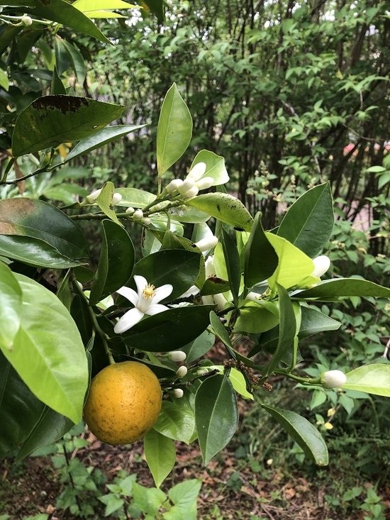 IMG_0533.JPEG