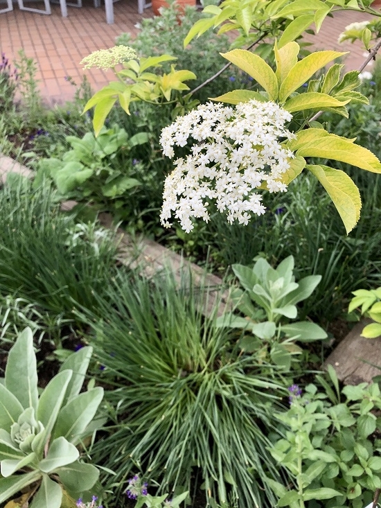IMG_0538.JPEG