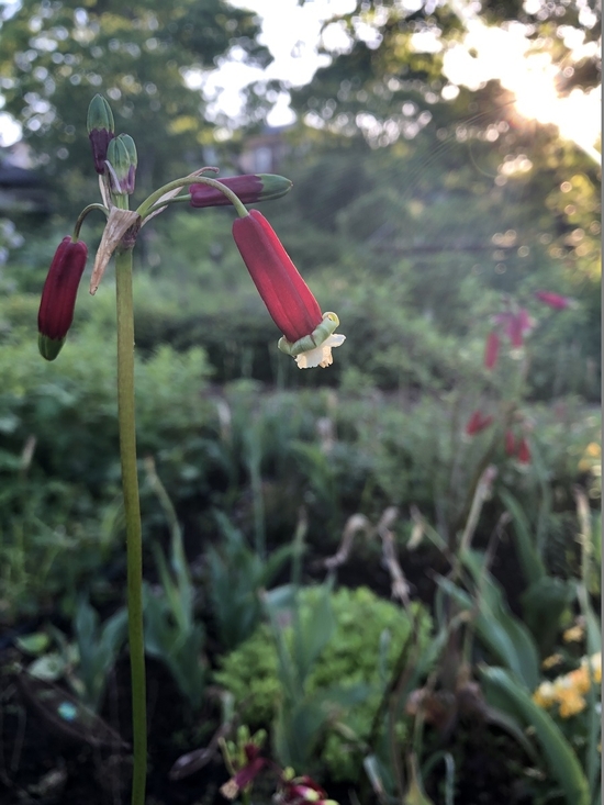 IMG_0550.JPEG