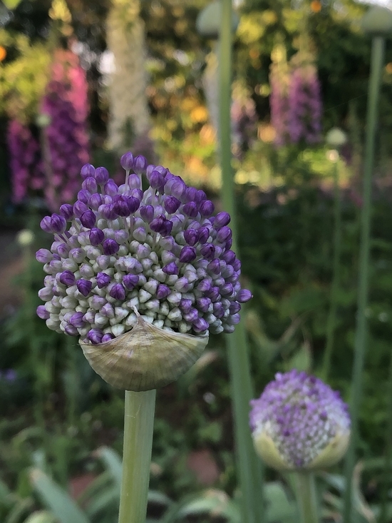 IMG_0556.JPEG
