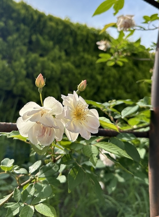 IMG_1767.JPEG