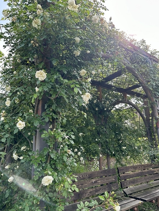 IMG_1818.JPEG