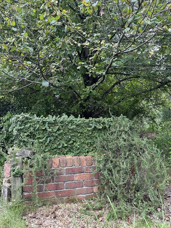 IMG_5506.JPEG