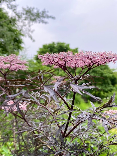 https://www.treeoflife.co.jp/garden/news/images/00572b548323e3f90ea8f3ff93e91a627aaefa59.jpeg