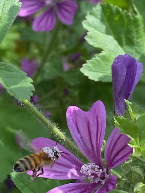 https://www.treeoflife.co.jp/garden/news/images/008b2e38404af5975f6b1bb40af82cf48f6a873d.jpg