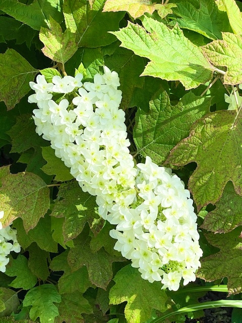 https://www.treeoflife.co.jp/garden/news/images/00e09c2faf1a542a36c5029f5a62335cc444ebb9.jpg