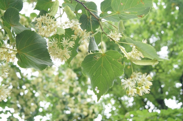 https://www.treeoflife.co.jp/garden/news/images/0369f89482912e51110e2dff49673b0245a7e59e.JPG