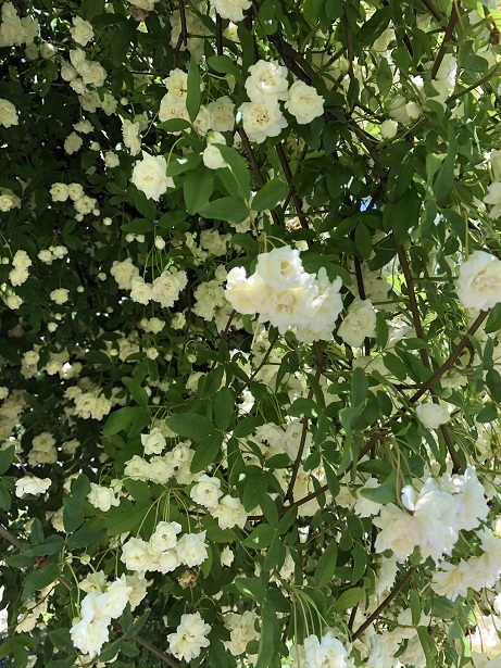 https://www.treeoflife.co.jp/garden/news/images/050564093bbe5e56d63a0596df4b9b1e6efd7d9d.jpeg