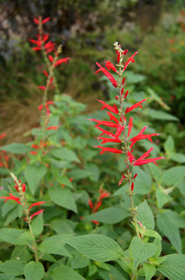 https://www.treeoflife.co.jp/garden/news/images/079cebd440d77dade0a5db8199d6692ce01f78ef.JPG