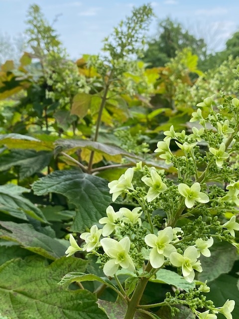 https://www.treeoflife.co.jp/garden/news/images/083db6f74159435f50fb85f6b0c35b8c5fbf5b10.jpg
