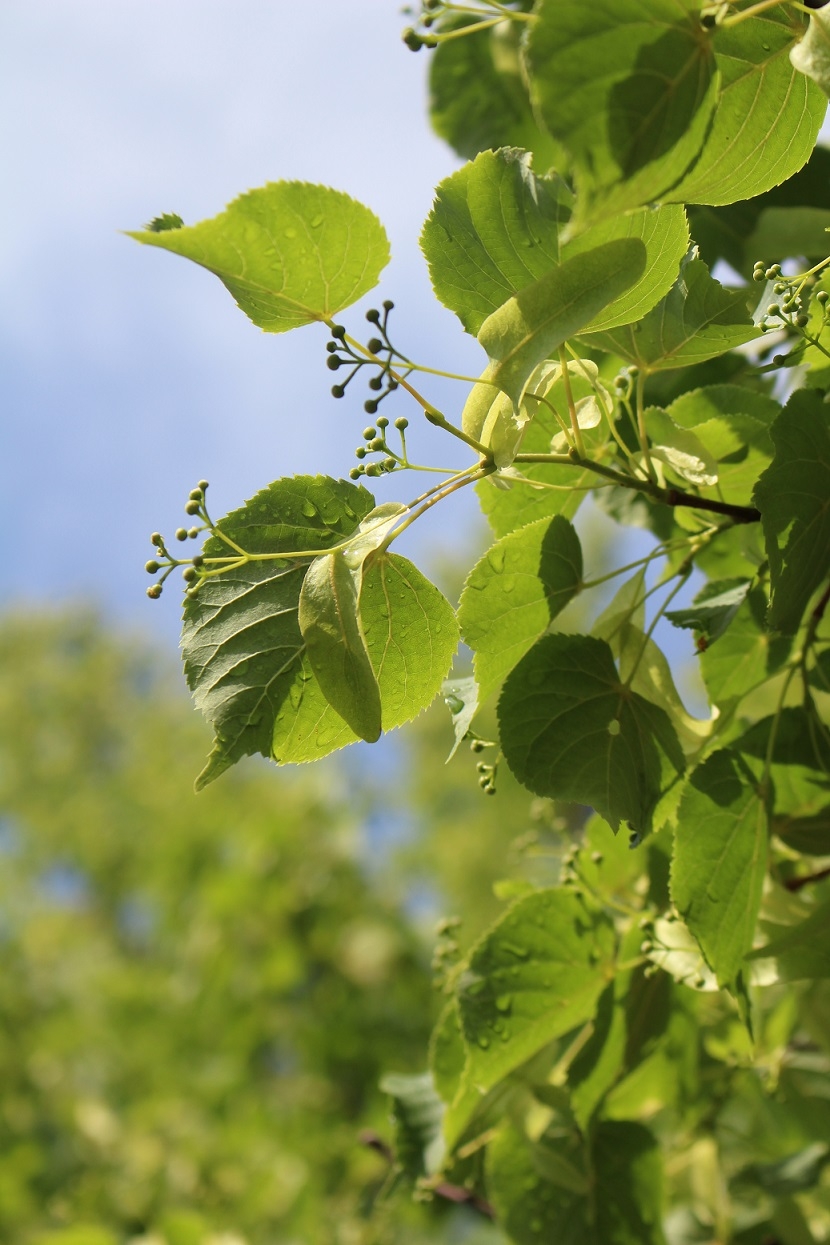 https://www.treeoflife.co.jp/garden/news/images/0a0138cd755bc8bb95cc1750269ae2332ce75d94.jpg
