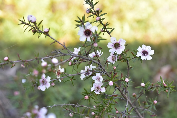 https://www.treeoflife.co.jp/garden/news/images/0ac75abca57d75c50a32ddbff7150049236084f7.JPG