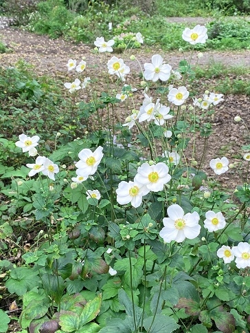 https://www.treeoflife.co.jp/garden/news/images/0c275e9a86632988f98df25d6ca0558d51ba52ad.jpg