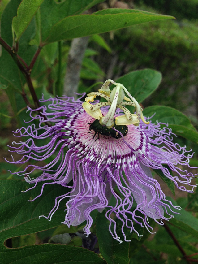 https://www.treeoflife.co.jp/garden/news/images/0fef38fb6a35958dca5b19587eb798c2c101f7c9.JPG