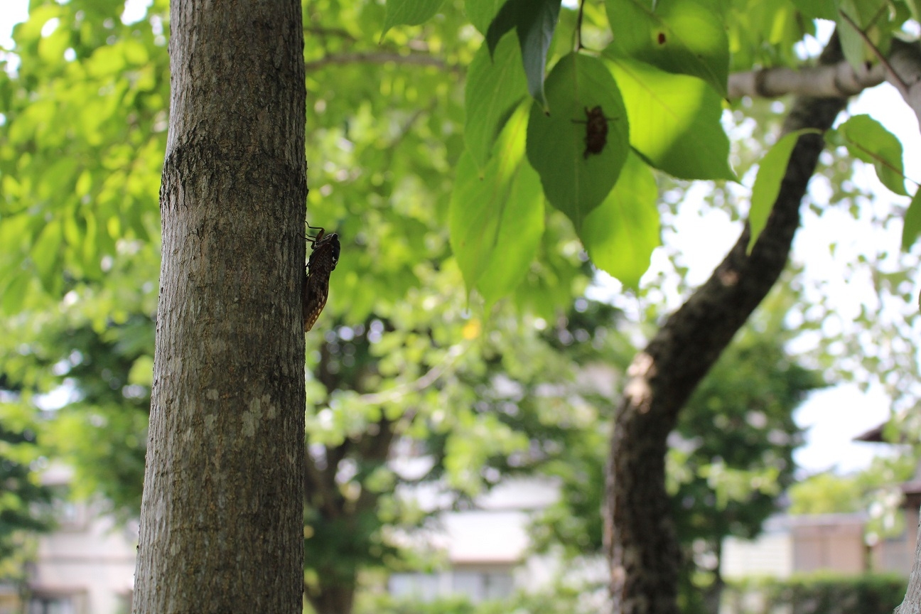 https://www.treeoflife.co.jp/garden/news/images/1.jpg