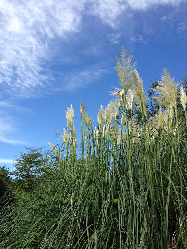 https://www.treeoflife.co.jp/garden/news/images/159a1e2fad11538573bbaab4e7cd35c2c9fb7137.JPG