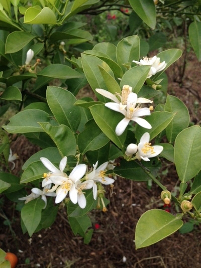 https://www.treeoflife.co.jp/garden/news/images/1ba2ab2780d755b8bab4b3c4e08e38b35b49c2b7.JPG