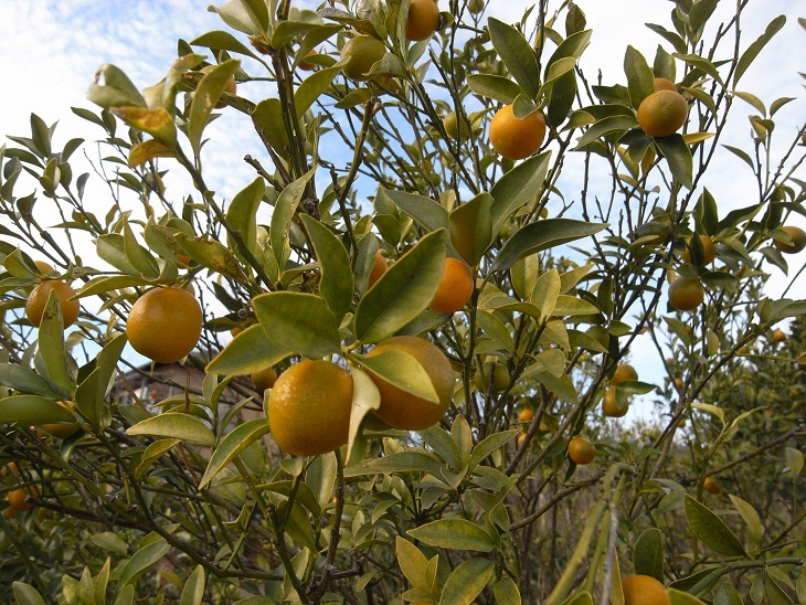 https://www.treeoflife.co.jp/garden/news/images/1e4834314f9d44cce43b715c3403eb9e23291b99.JPG