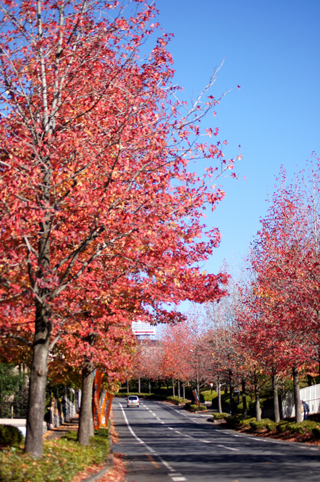 https://www.treeoflife.co.jp/garden/news/images/201311~1.JPG