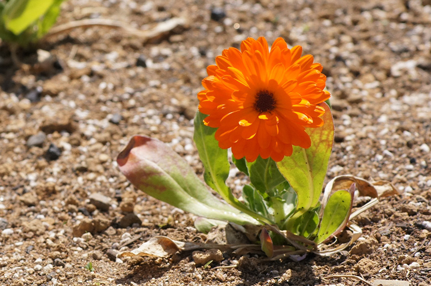 https://www.treeoflife.co.jp/garden/news/images/201404~1.JPG