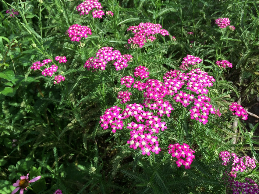 https://www.treeoflife.co.jp/garden/news/images/201407~3.JPG