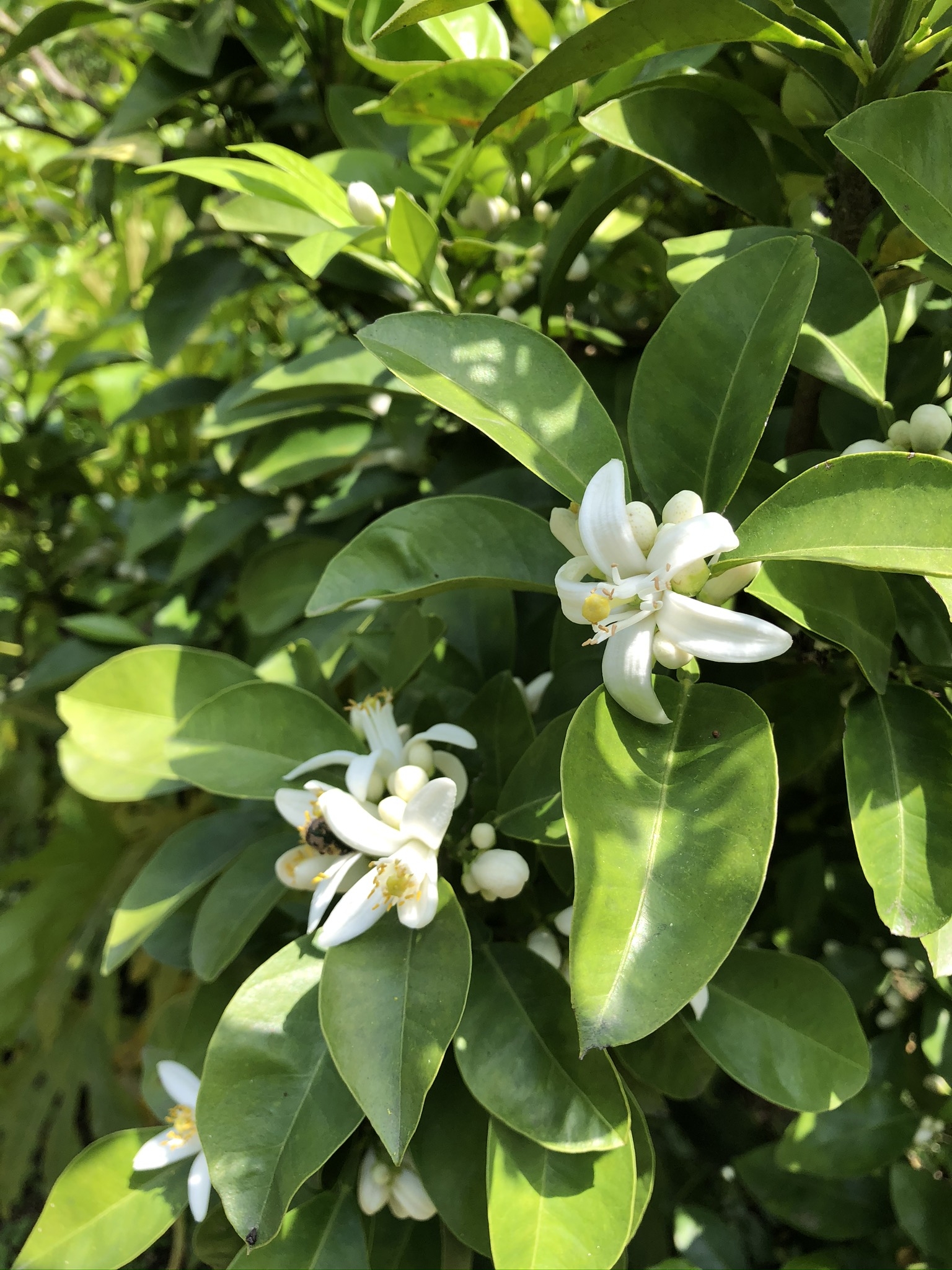 https://www.treeoflife.co.jp/garden/news/images/20d08feb70370fcf90955ec1b1d7acee4ac37cb7.jpeg