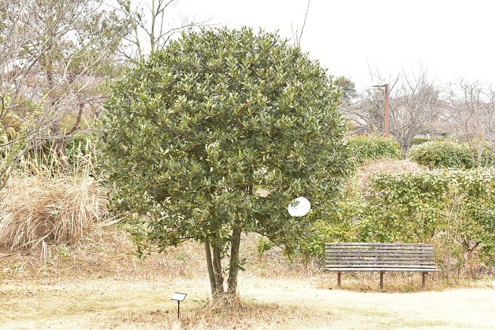 https://www.treeoflife.co.jp/garden/news/images/238dede76d54cf7c659179e9f40d52f60743a1db.JPG