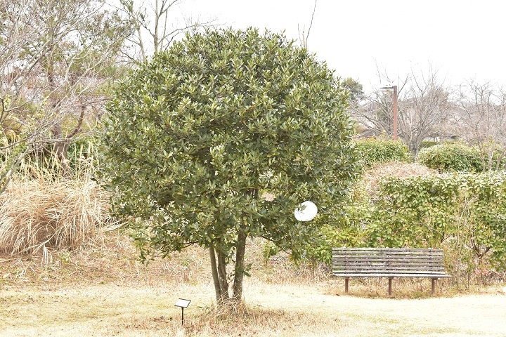 https://www.treeoflife.co.jp/garden/news/images/238dede76d54cf7c659179e9f40d52f60743a1db.JPG