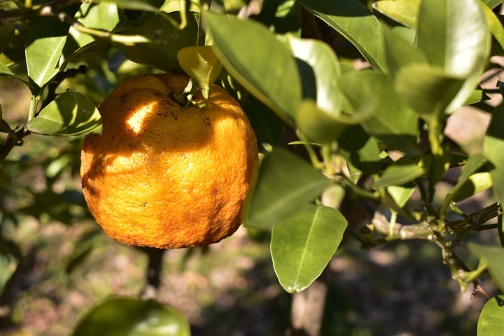 https://www.treeoflife.co.jp/garden/news/images/23e7fa567757f0d72b66fbb5b3b2bc107bde4d0f.JPG