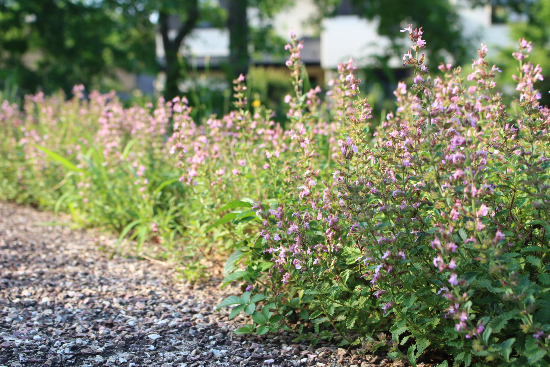 https://www.treeoflife.co.jp/garden/news/images/3141a9330ebd9d22de976f2e6aeb38a7c471db22.JPG