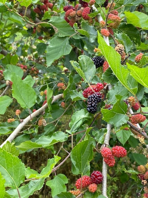 https://www.treeoflife.co.jp/garden/news/images/34ce454c275f7e552a427daf1f1d4bf2e225b3a0.jpg