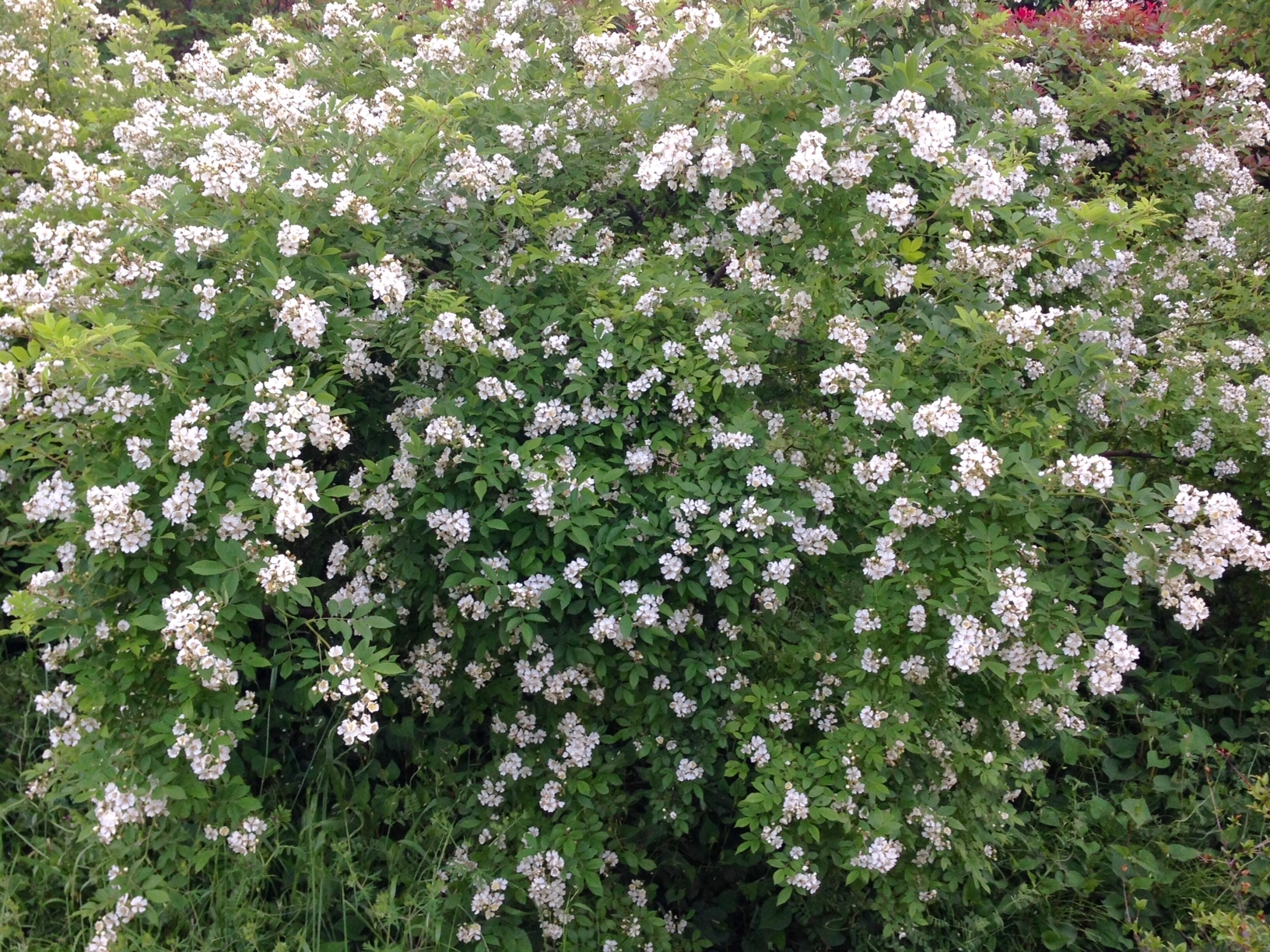 https://www.treeoflife.co.jp/garden/news/images/34d9b5a626b500e056db1001ef1ecb3847cf56cd.jpg