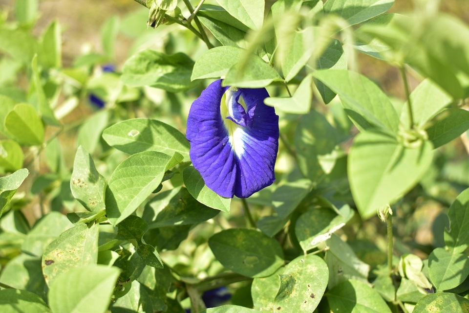 https://www.treeoflife.co.jp/garden/news/images/397e5b8f538a978183b54a625a7812f18b683b2e.JPG