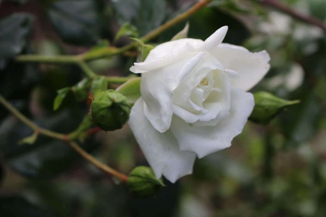 https://www.treeoflife.co.jp/garden/news/images/3cb3b4d4a2c3db517f1353e2fd8f4492ada0f76f.jpg