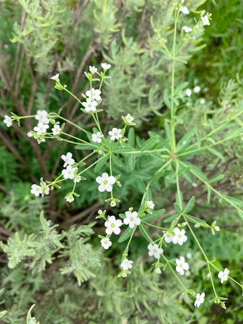 https://www.treeoflife.co.jp/garden/news/images/4a5c2b63cf0b4d964fab156a7423251a1d4994de.jpg