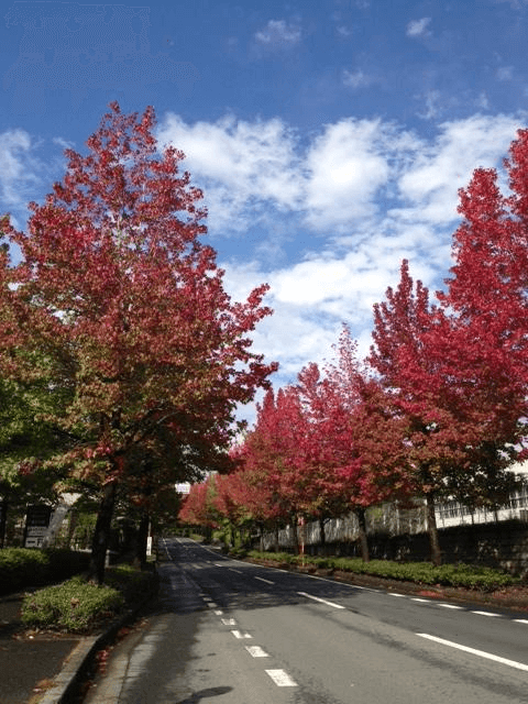 https://www.treeoflife.co.jp/garden/news/images/4ac5eea5470a08492a87843b49d17b4ce4b7cb31.PNG