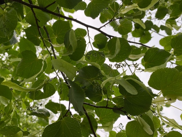 https://www.treeoflife.co.jp/garden/news/images/4d2e8996328b51c22c738623c709be1e5a5a15bf.jpg