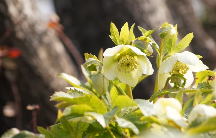 https://www.treeoflife.co.jp/garden/news/images/4e49f587e4bbd69de0016b52c4589f7b45f65077.JPG