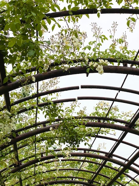https://www.treeoflife.co.jp/garden/news/images/569568c739c70d5e1f5b9ae3aea9de488501bb3d.jpeg