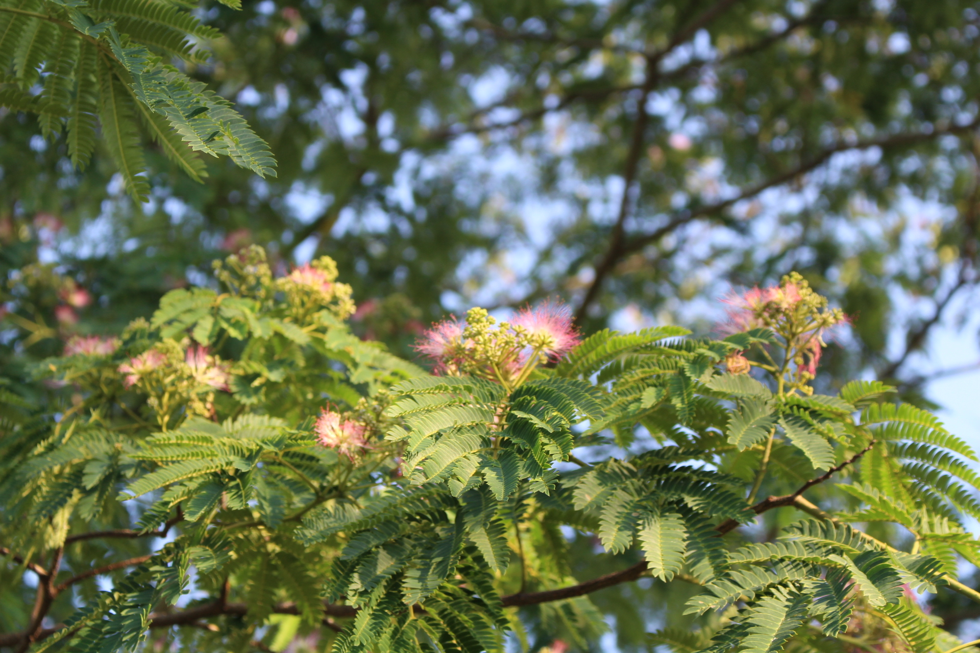 https://www.treeoflife.co.jp/garden/news/images/5d74947598a02193478976ea1cf93357594bcb8f.JPG