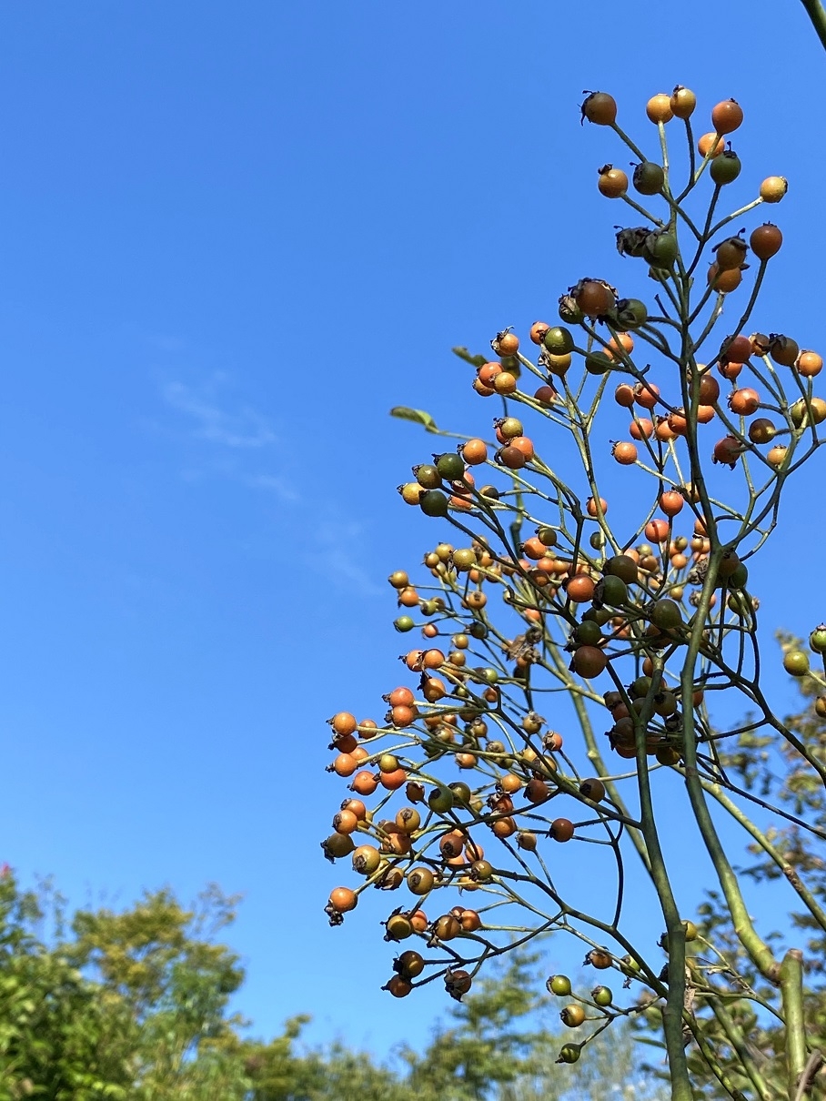 https://www.treeoflife.co.jp/garden/news/images/61dc75bd7e2e2a59e20e2e707fa7ca4d808d8327.jpg