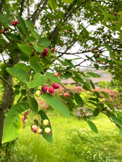https://www.treeoflife.co.jp/garden/news/images/62b43c4a32d8fcbffb99ccd5bc6580991312f4bb.jpeg